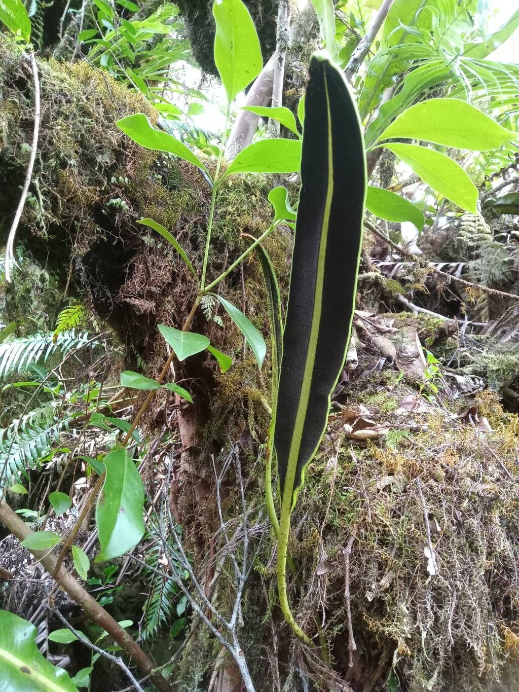 Elaphoglossum (tongueferns)