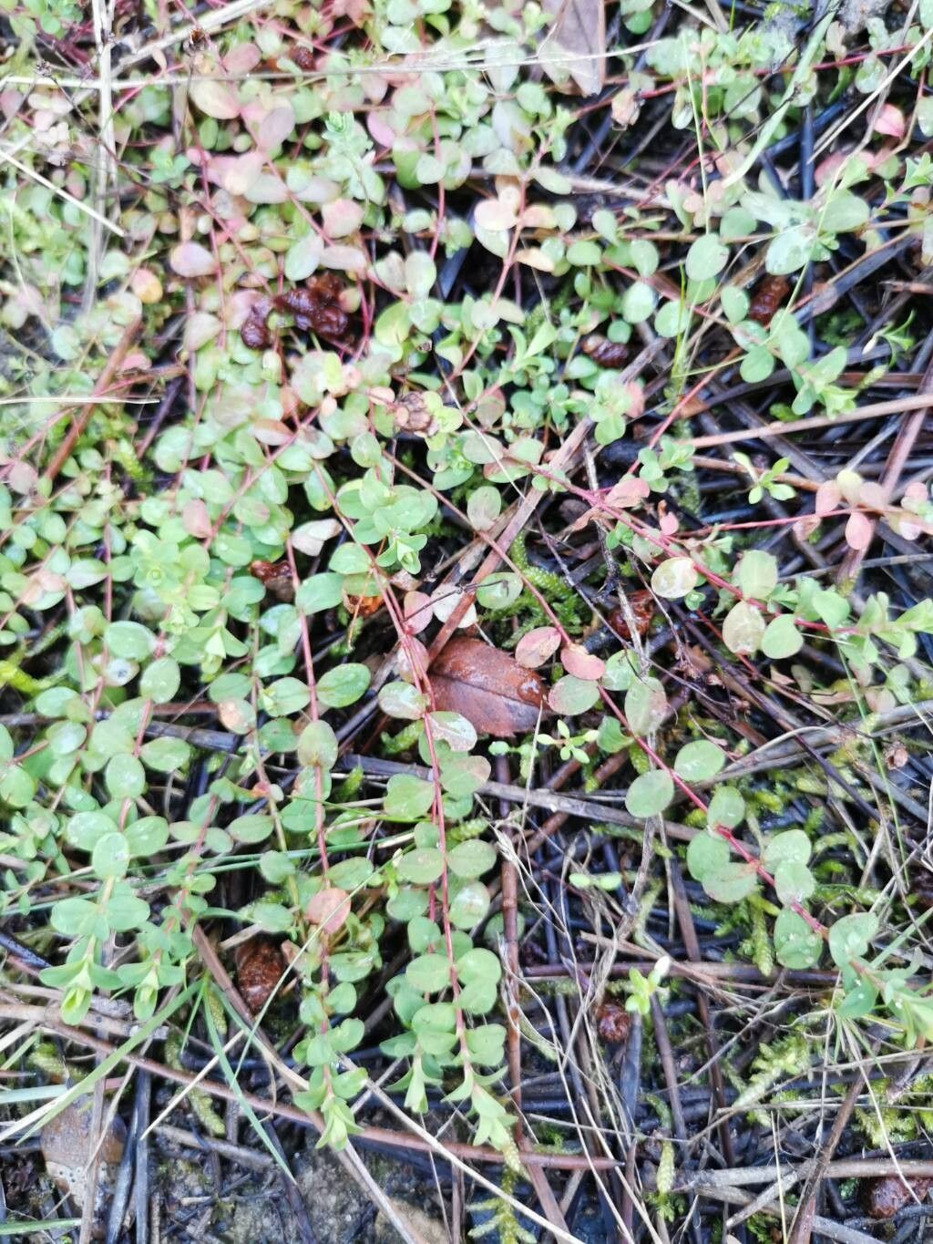 Hypericum humifusum (Trailing St John's-wort) (alternate view 13)