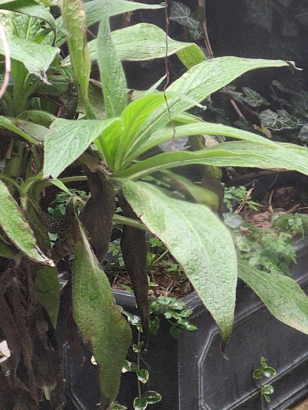 Echium pininana (Giant Viper's-bugloss) (alternate view 8)