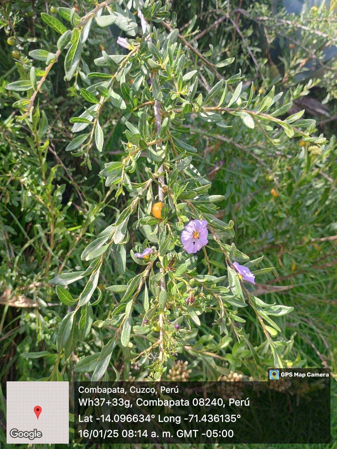 Lycianthes (alternate view 2)