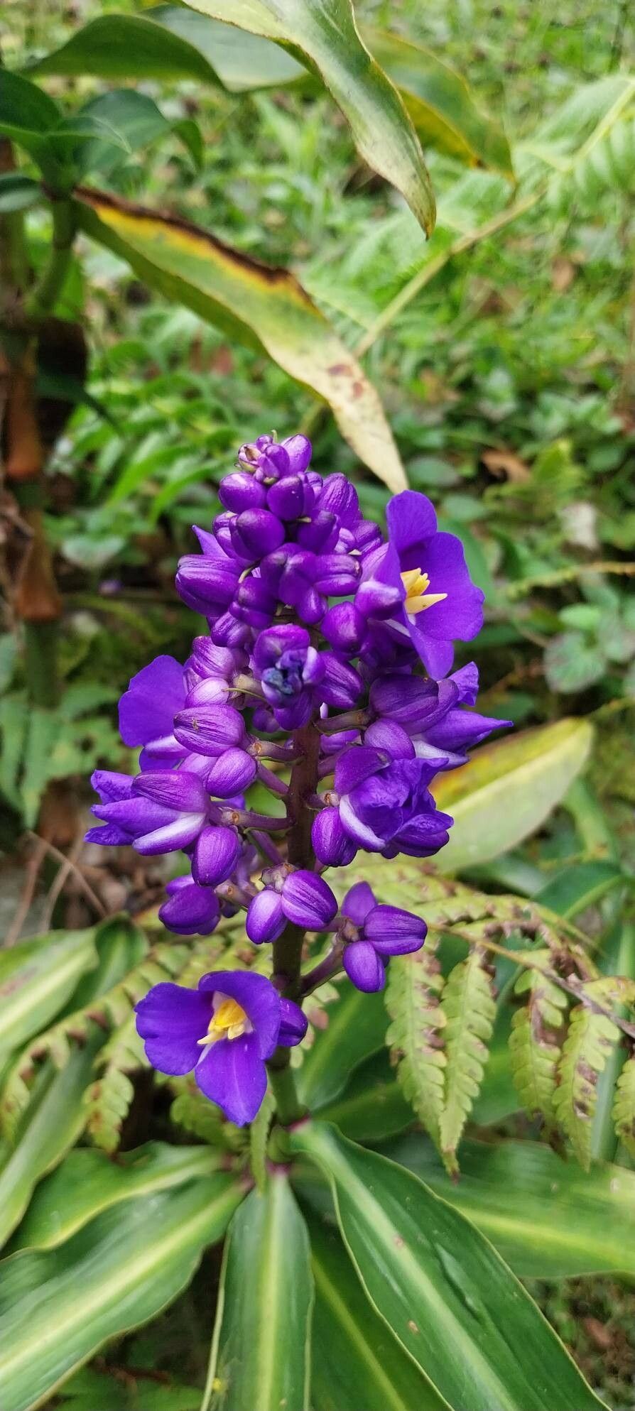 Dichorisandra thyrsiflora (Blue Ginger) (alternate view 4)