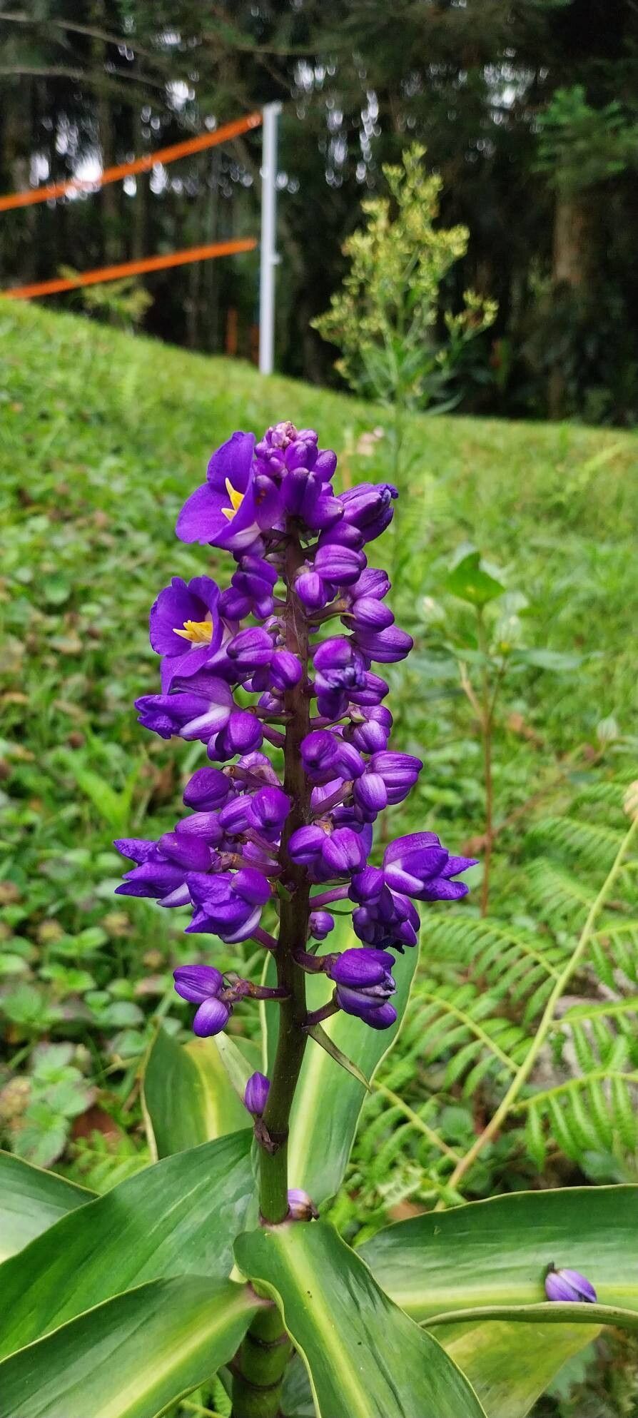 Dichorisandra thyrsiflora (Blue Ginger) (alternate view 3)
