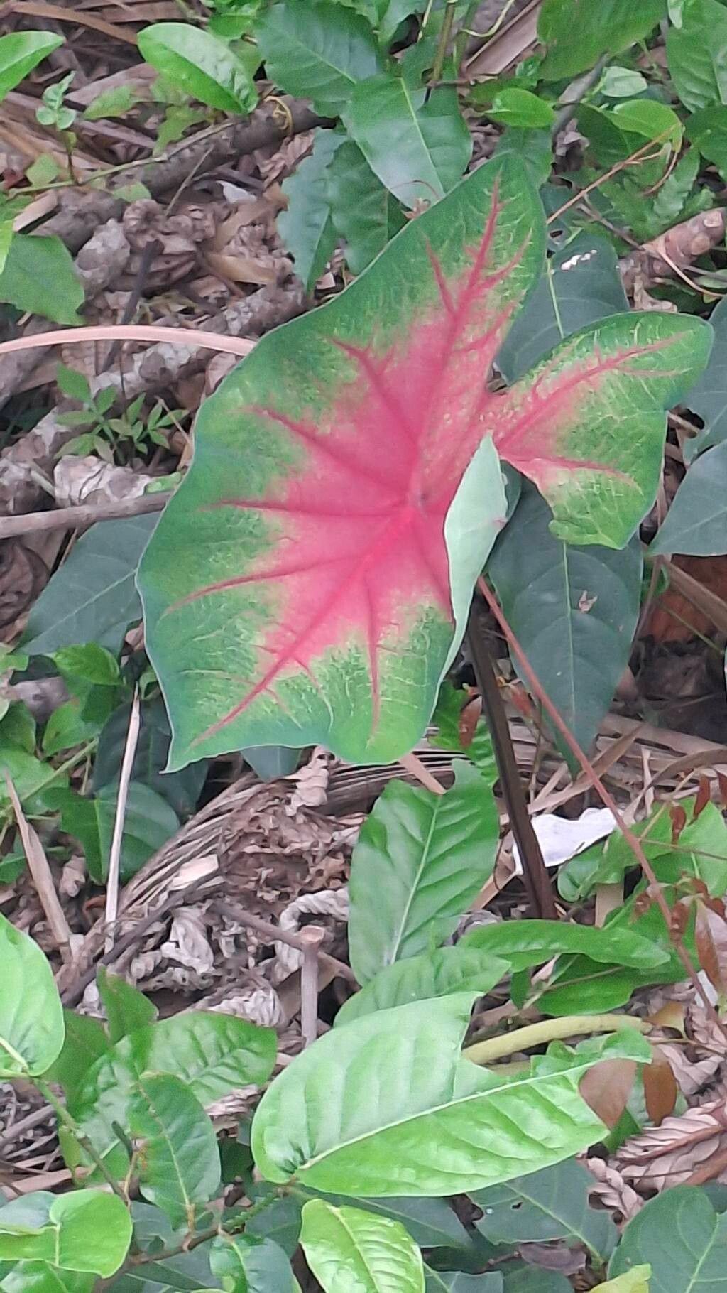 Caladium (Caladium) (alternate view 2)
