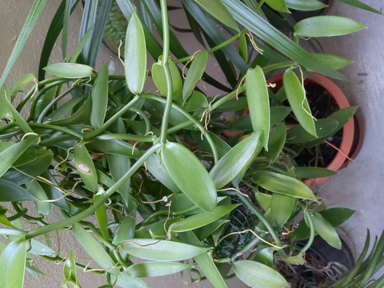 Vanilla planifolia (Vanilla Orchid) (alternate view 10)