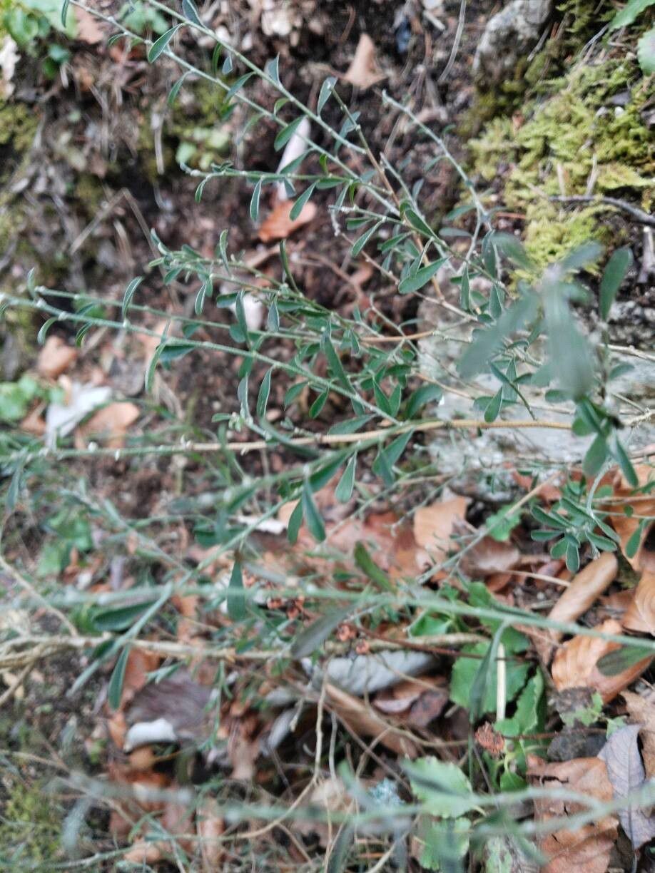 Genista pilosa (silkyleaf woadwaxen) (alternate view 11)