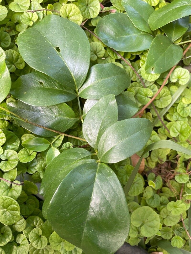 Pandorea pandorana (wonga vine) (alternate view 7)