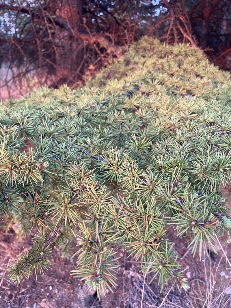 Cedrus libani (cedar of Lebanon) (alternate view 8)