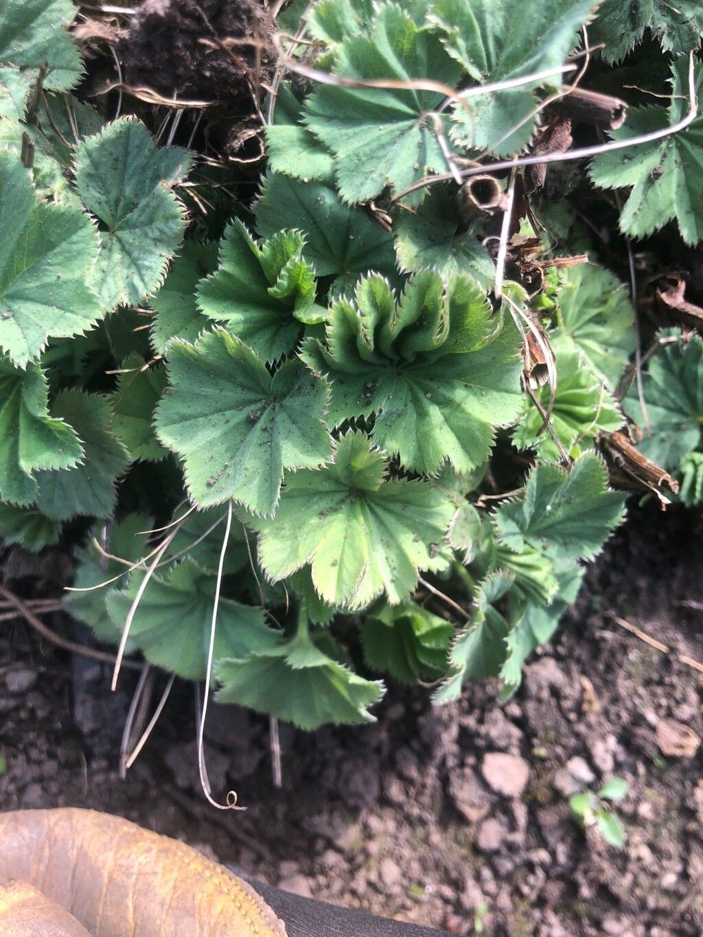 Alchemilla vulgaris (Lady's-mantle) (alternate view 14)