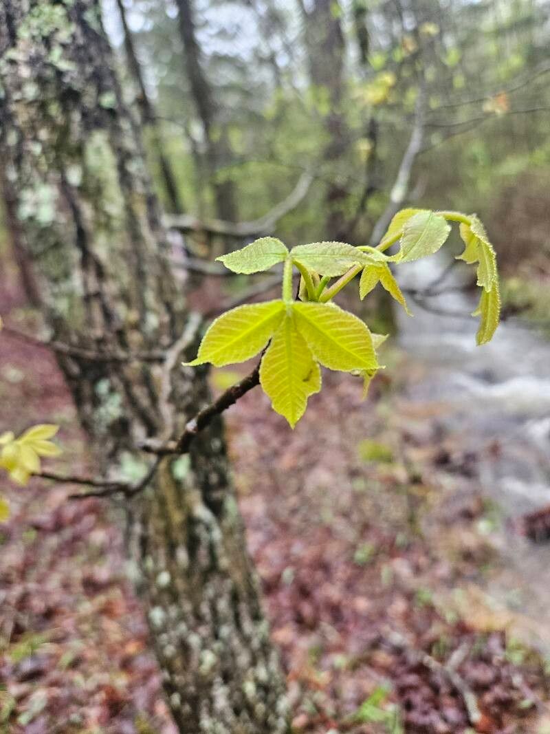 Carya glabra (pignut hickory) (alternate view 10)