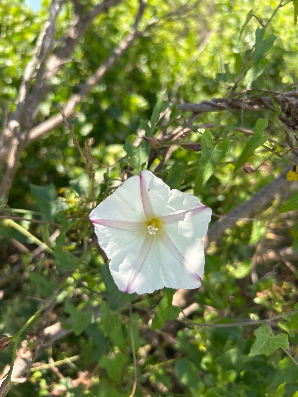 Calystegia purpurata (Pacific False Bindweed)