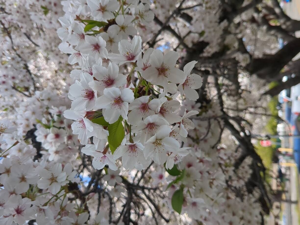 Prunus × yedoensis (Yoshino flowering cherry) (alternate view 10)