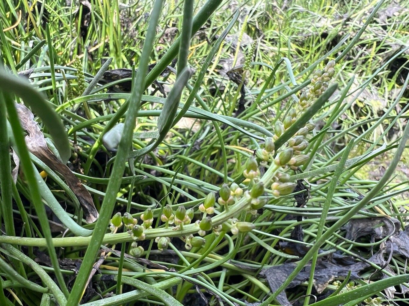 Triglochin maritima (common arrowgrass) (alternate view 12)