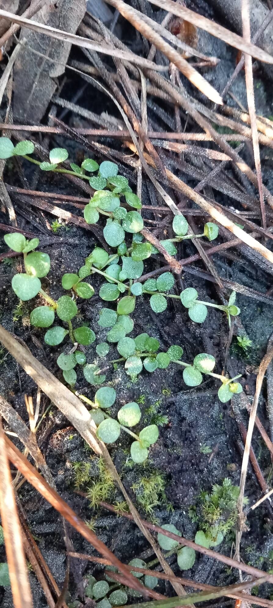 Lysimachia tenella (Bog Pimpernel) (alternate view 14)