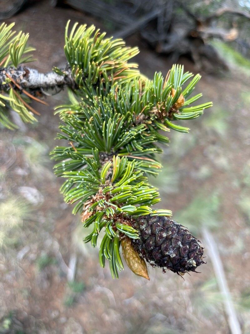 Pinus aristata (Bristlecone Pine) (alternate view 2)