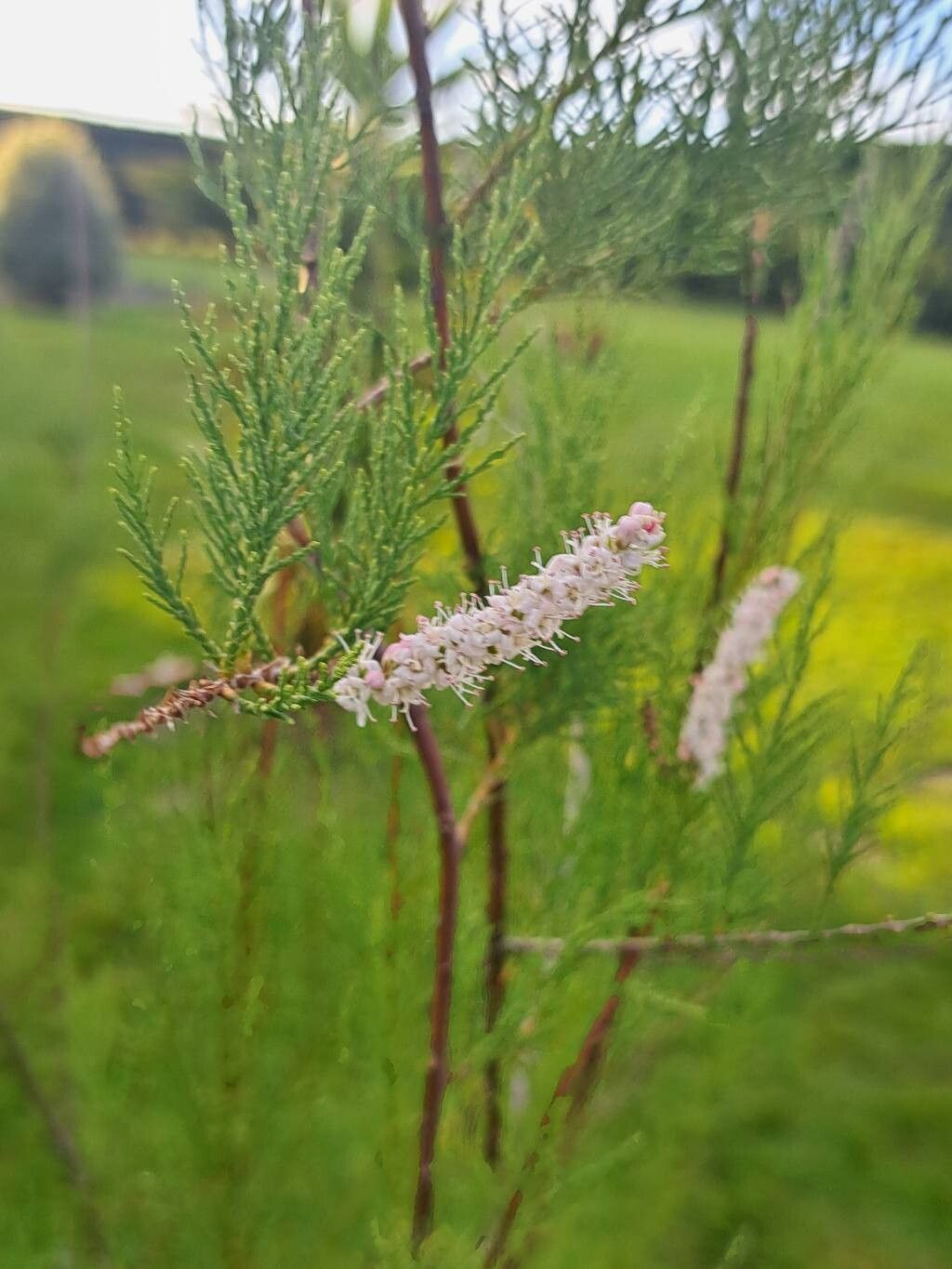 Tamarix gallica (French tamarisk) (alternate view 11)