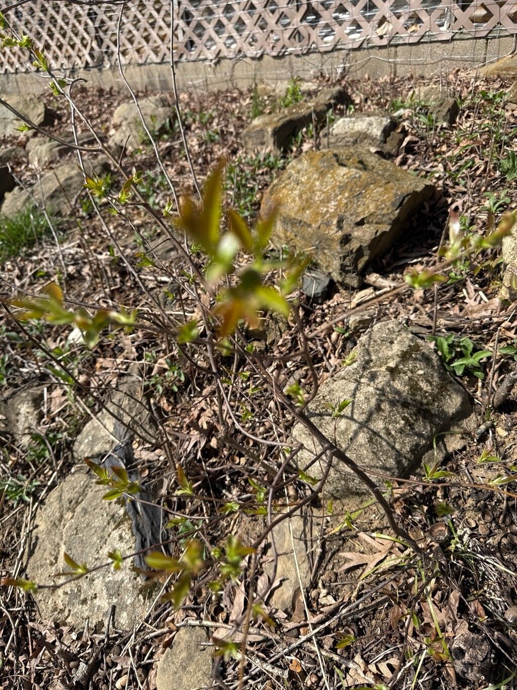 Rhododendron prinophyllum (early azalea)