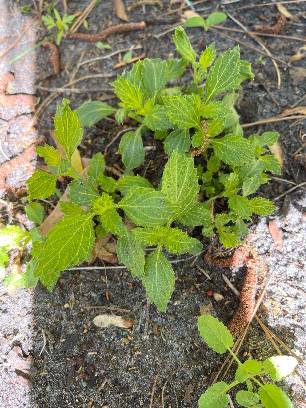 Verbena urticifolia (white vervain) (alternate view 11)
