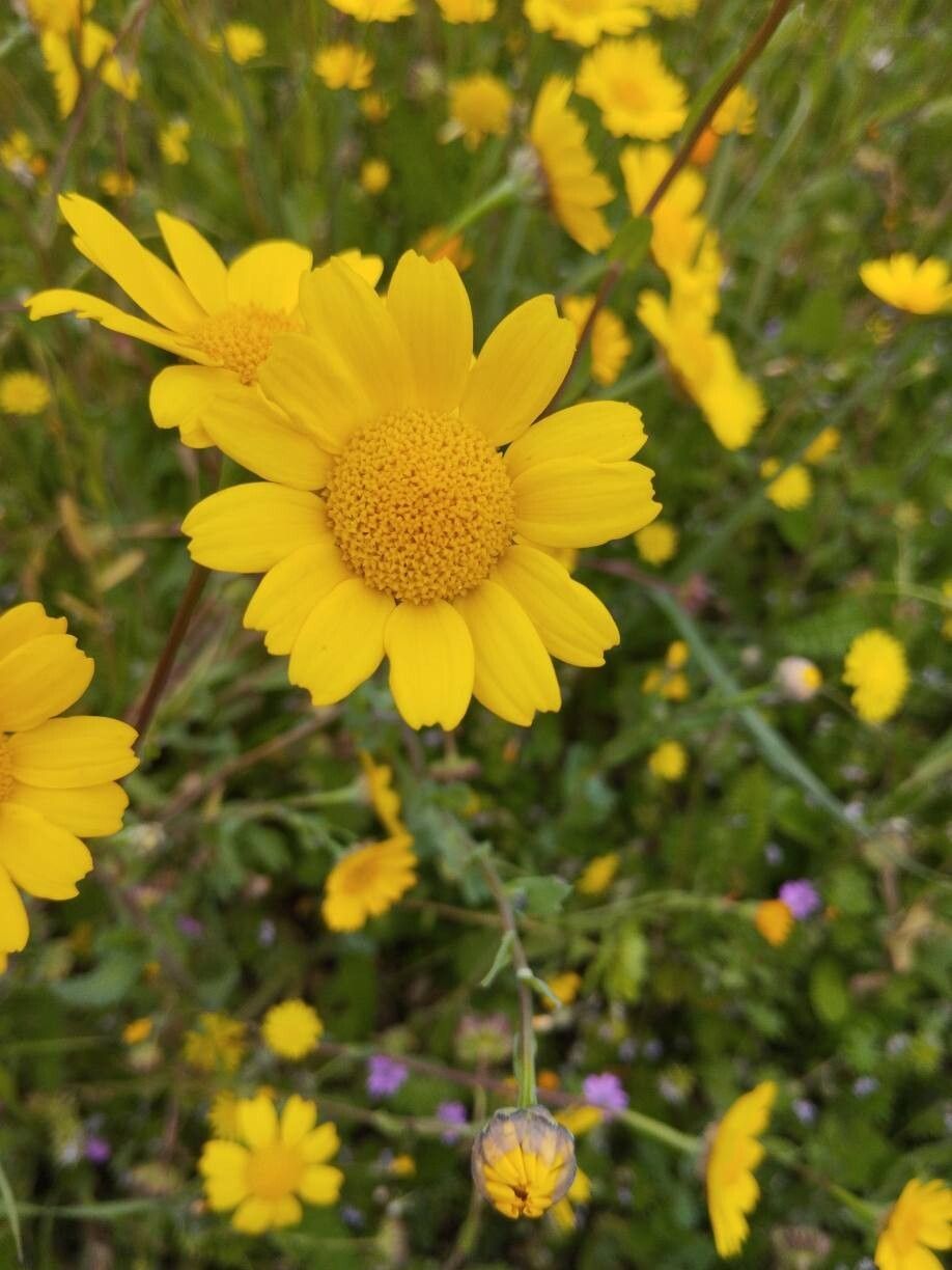 Glebionis segetum (Corn Marigold) (alternate view 12)