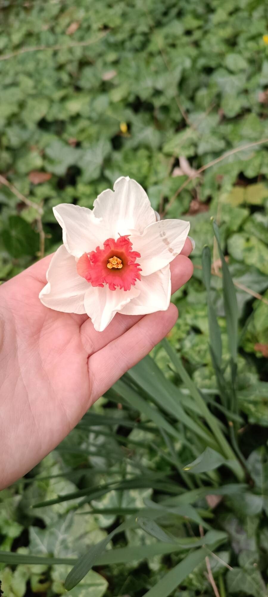 Narcissus × medioluteus (Primrose-peerless)