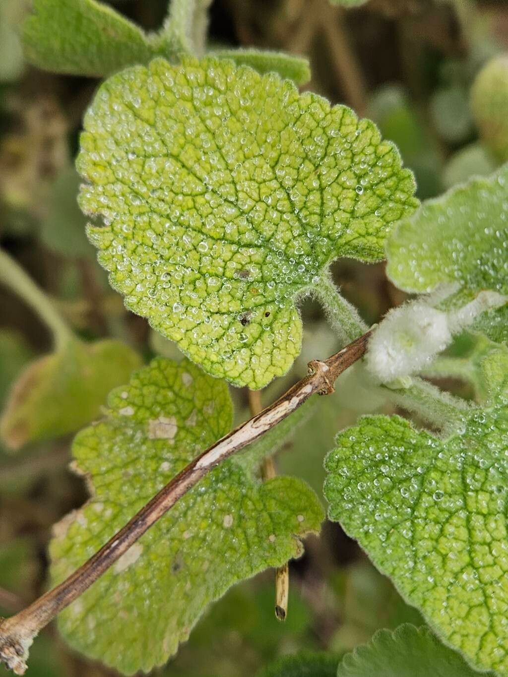 Pseudodictamnus mediterraneus