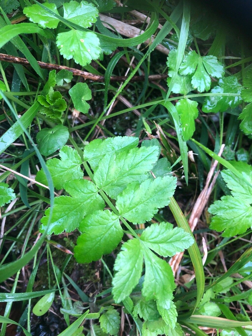 Sison amomum (stone parsley) (alternate view 11)