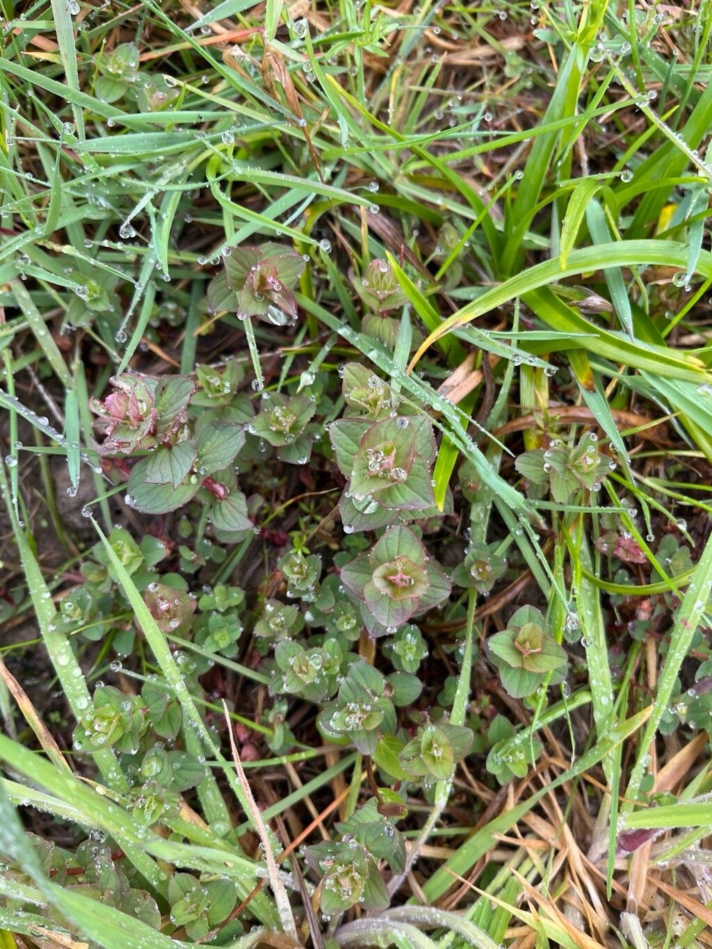 Hypericum elodes (Marsh St John's-wort) (alternate view 12)