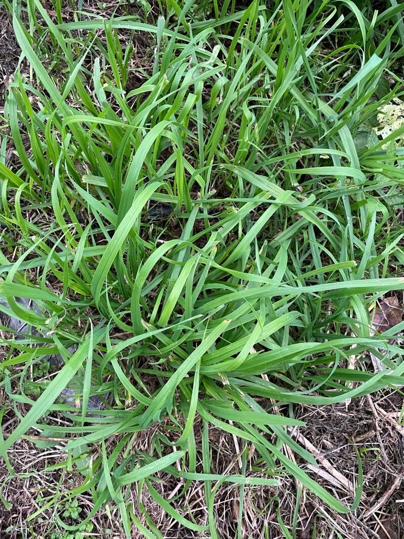 Brachypodium sylvaticum (Slender False Brome) (alternate view 11)