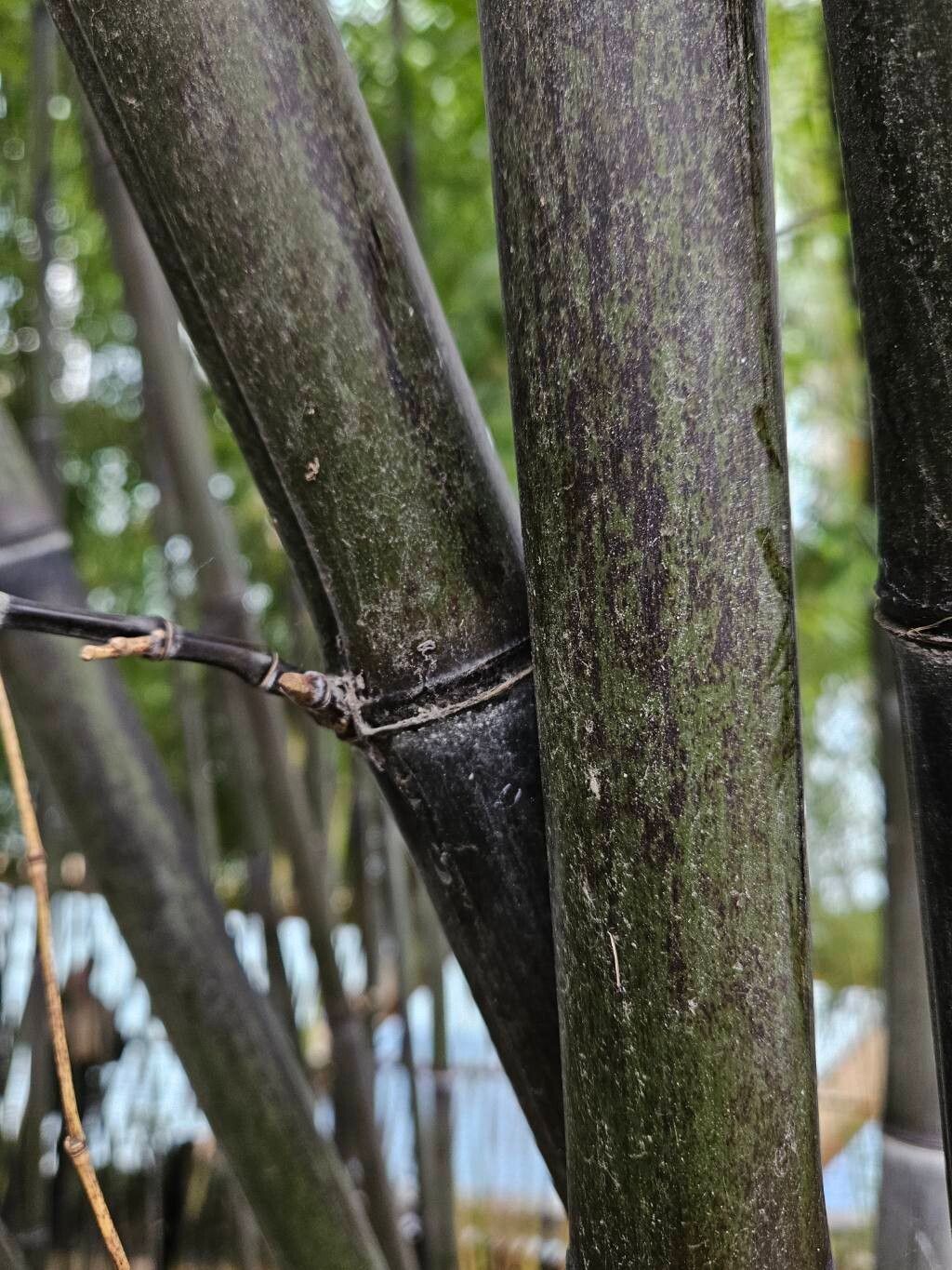 Phyllostachys nigra (black bamboo)