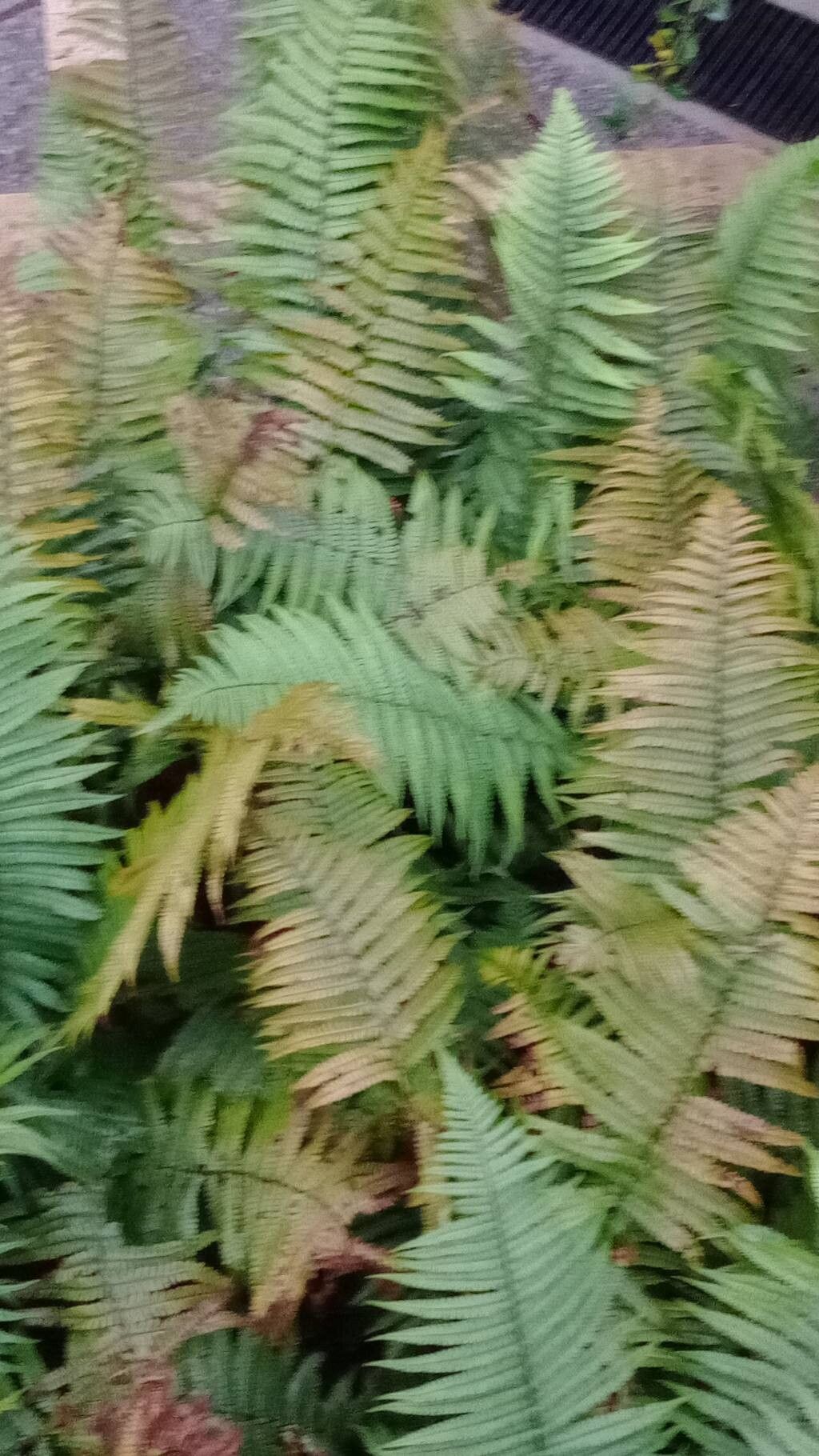 Dryopteris wallichiana (Wallich's Wood Fern) (alternate view 12)