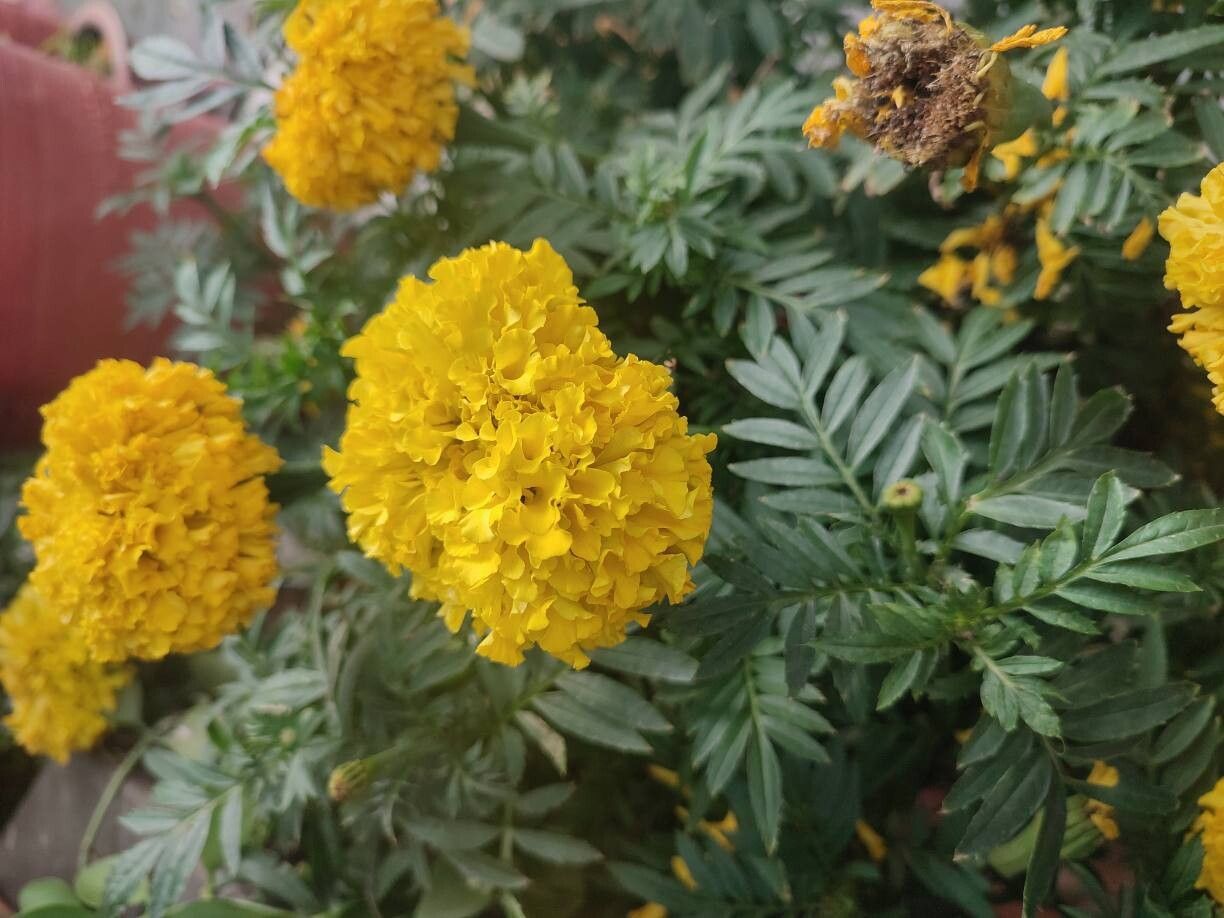 Tagetes erecta (Mexican Marigold) (alternate view 15)