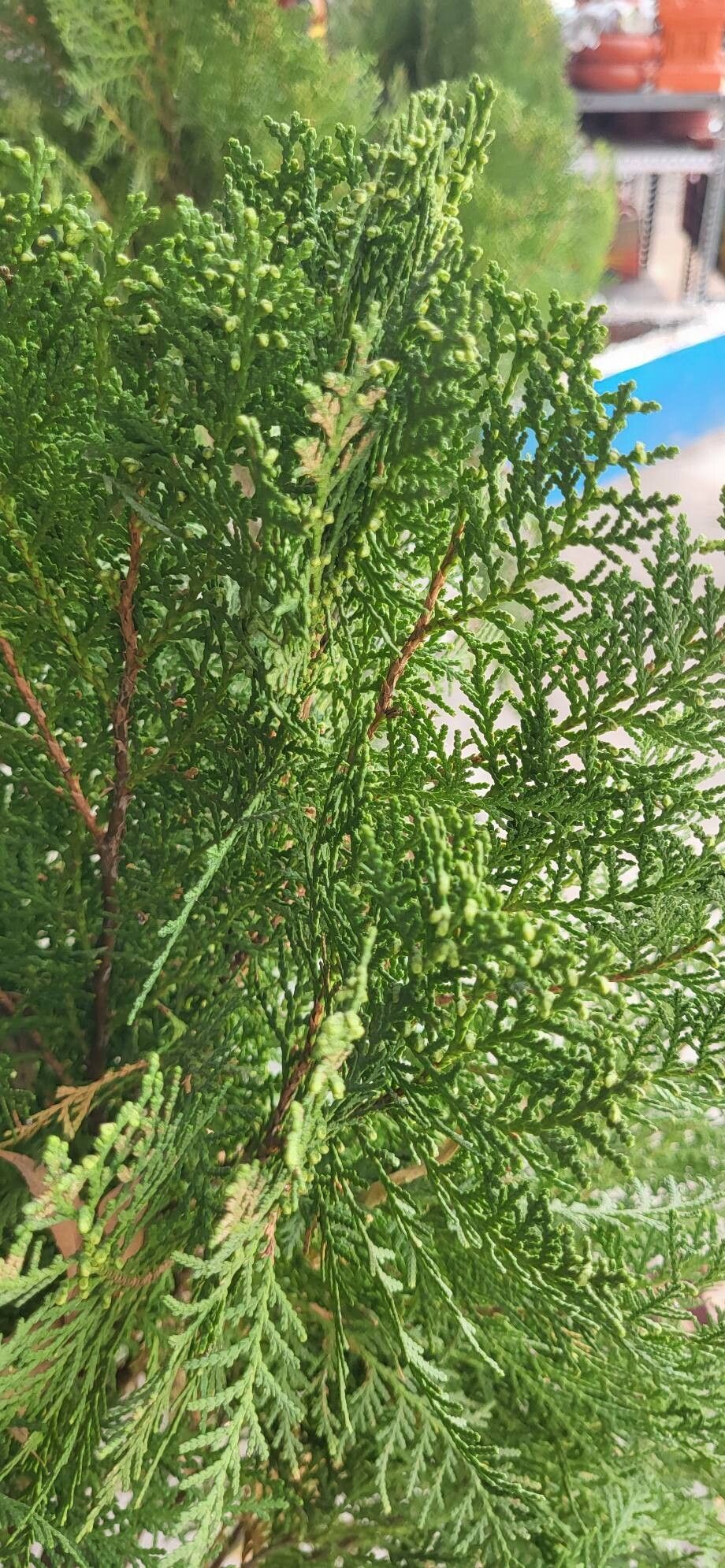 Platycladus orientalis (Oriental Arborvitae) (alternate view 2)