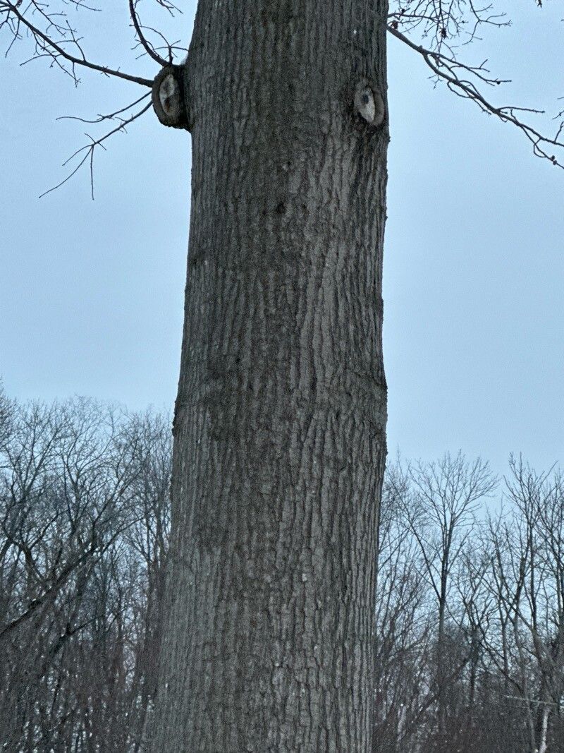 Quercus palustris (pin oak) (alternate view 8)