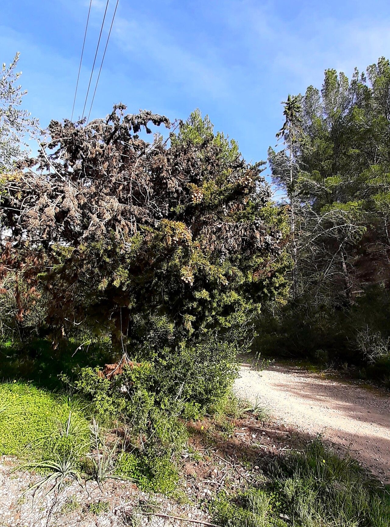 Cupressus sempervirens (Italian Cypress) (alternate view 11)