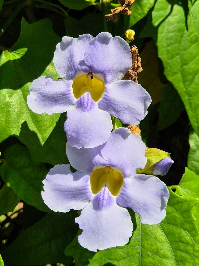 Thunbergia grandiflora (Sky Vine) (alternate view 10)