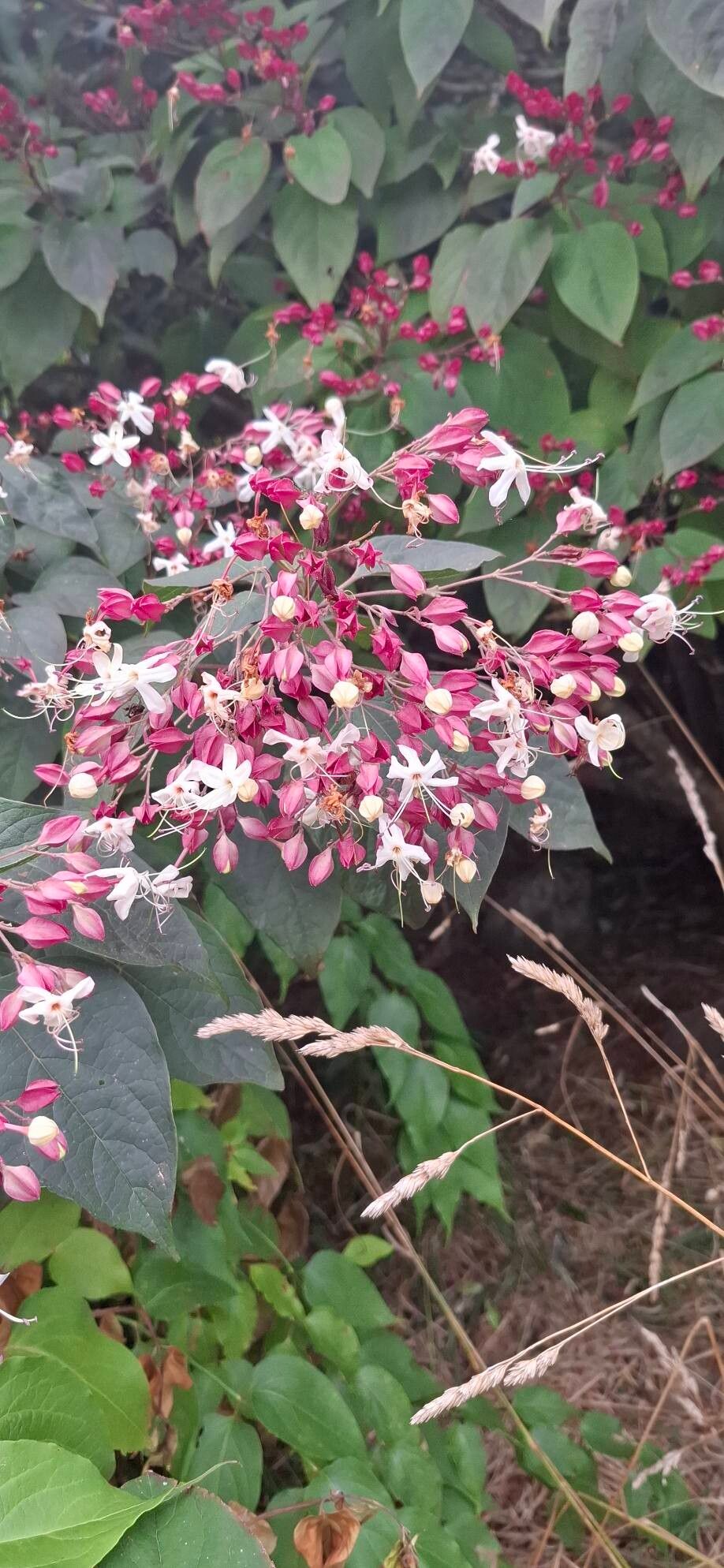 Clerodendrum trichotomum (harlequin glorybower) (alternate view 5)