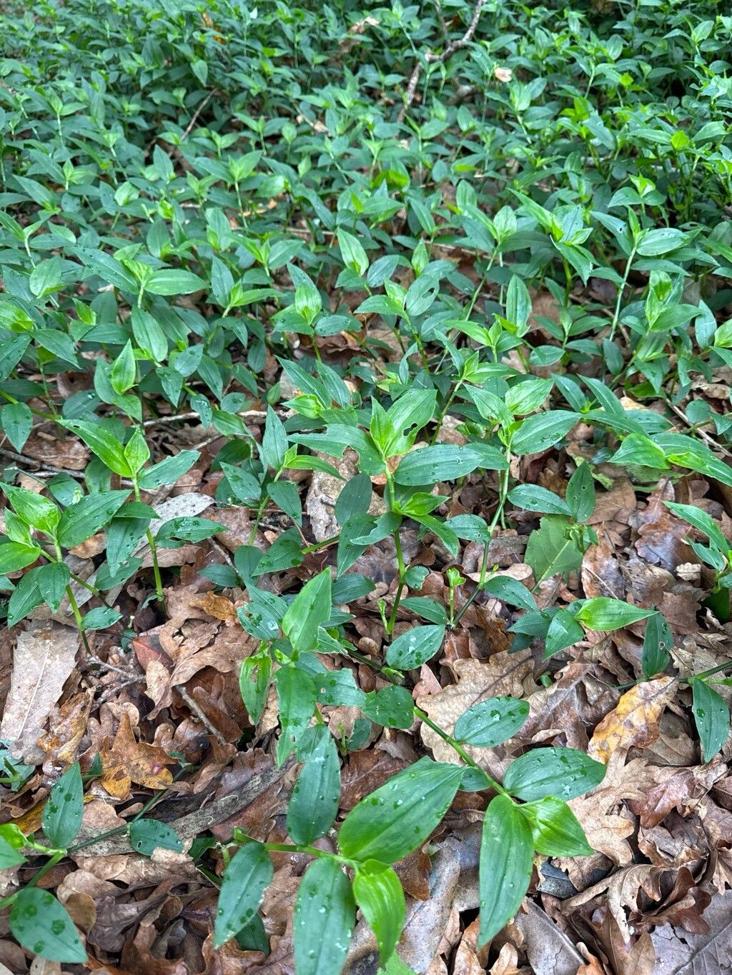 Commelina communis (Asiatic dayflower) (alternate view 10)