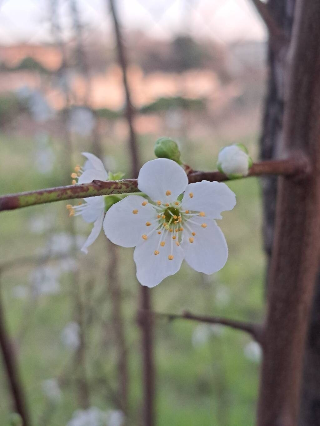 Prunus domestica (European plum) (alternate view 11)