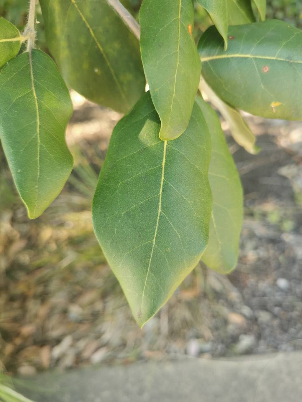 Syncarpia glomulifera (Turpentine) (alternate view 13)
