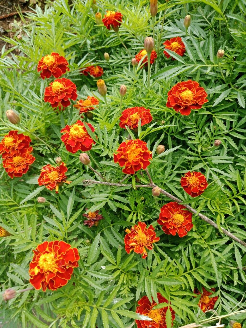 Tagetes erecta (Mexican Marigold) (alternate view 13)