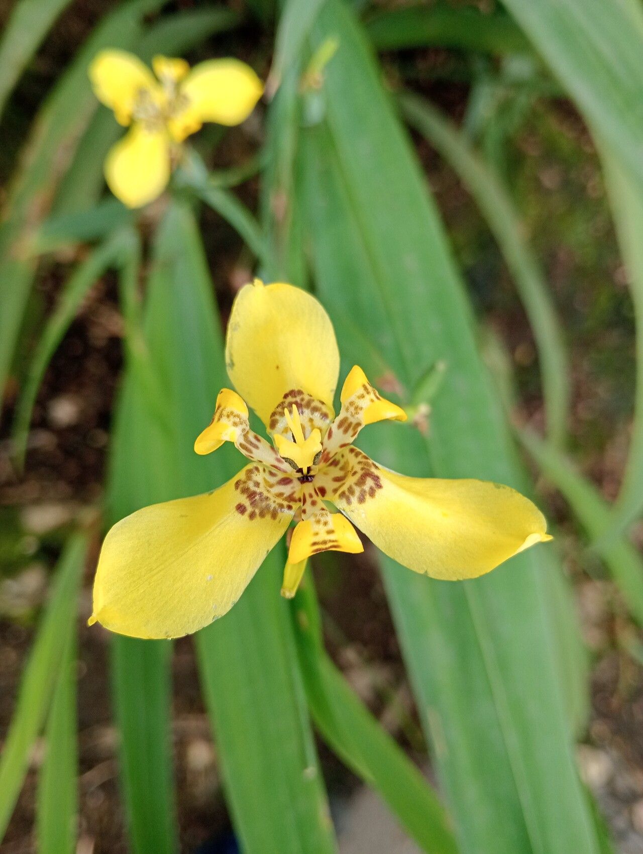 Trimezia (Walking Irises) (alternate view 3)
