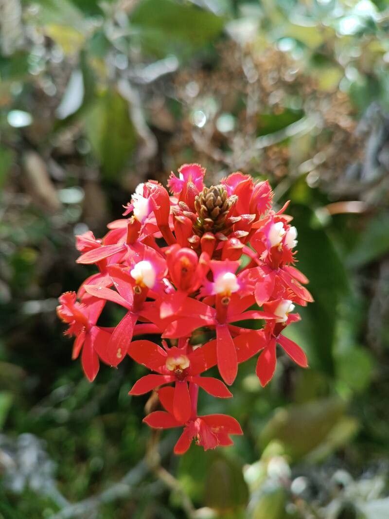 Epidendrum ibaguense (Reed Orchid) (alternate view 9)