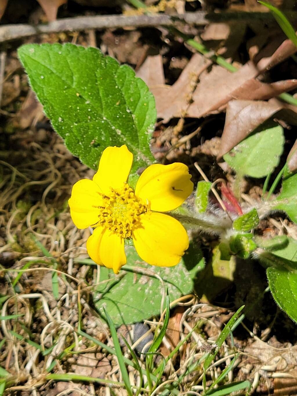 Chrysogonum virginianum (northern green-and-gold) (alternate view 2)