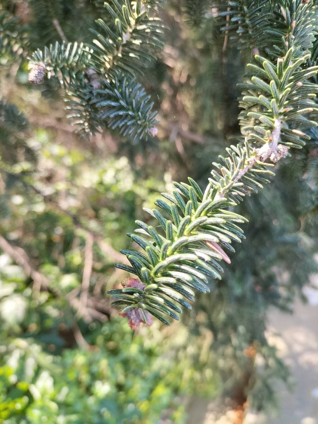 Abies pinsapo (Spanish fir) (alternate view 4)