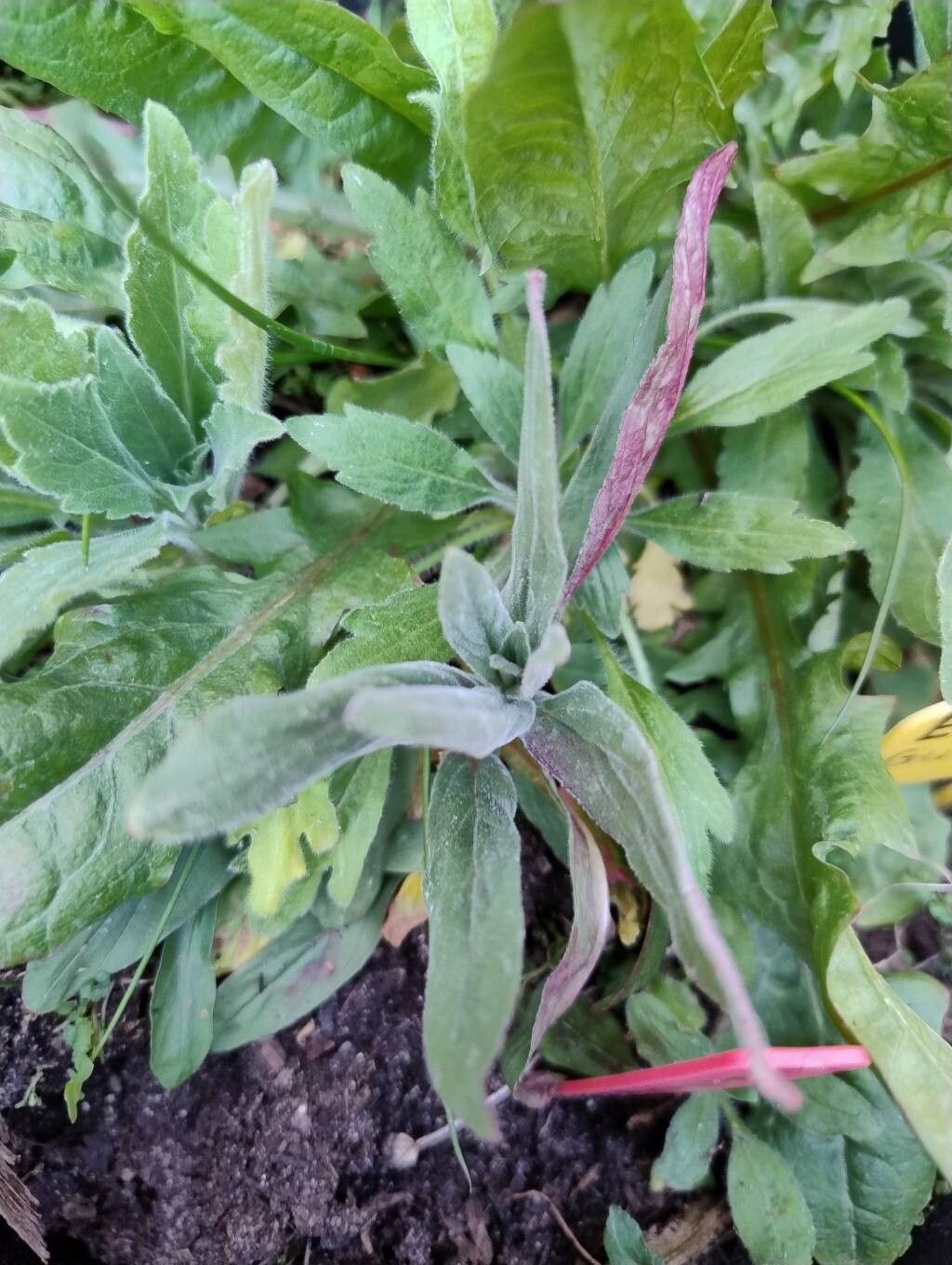 Epilobium parviflorum (Hoary Willowherb) (alternate view 11)