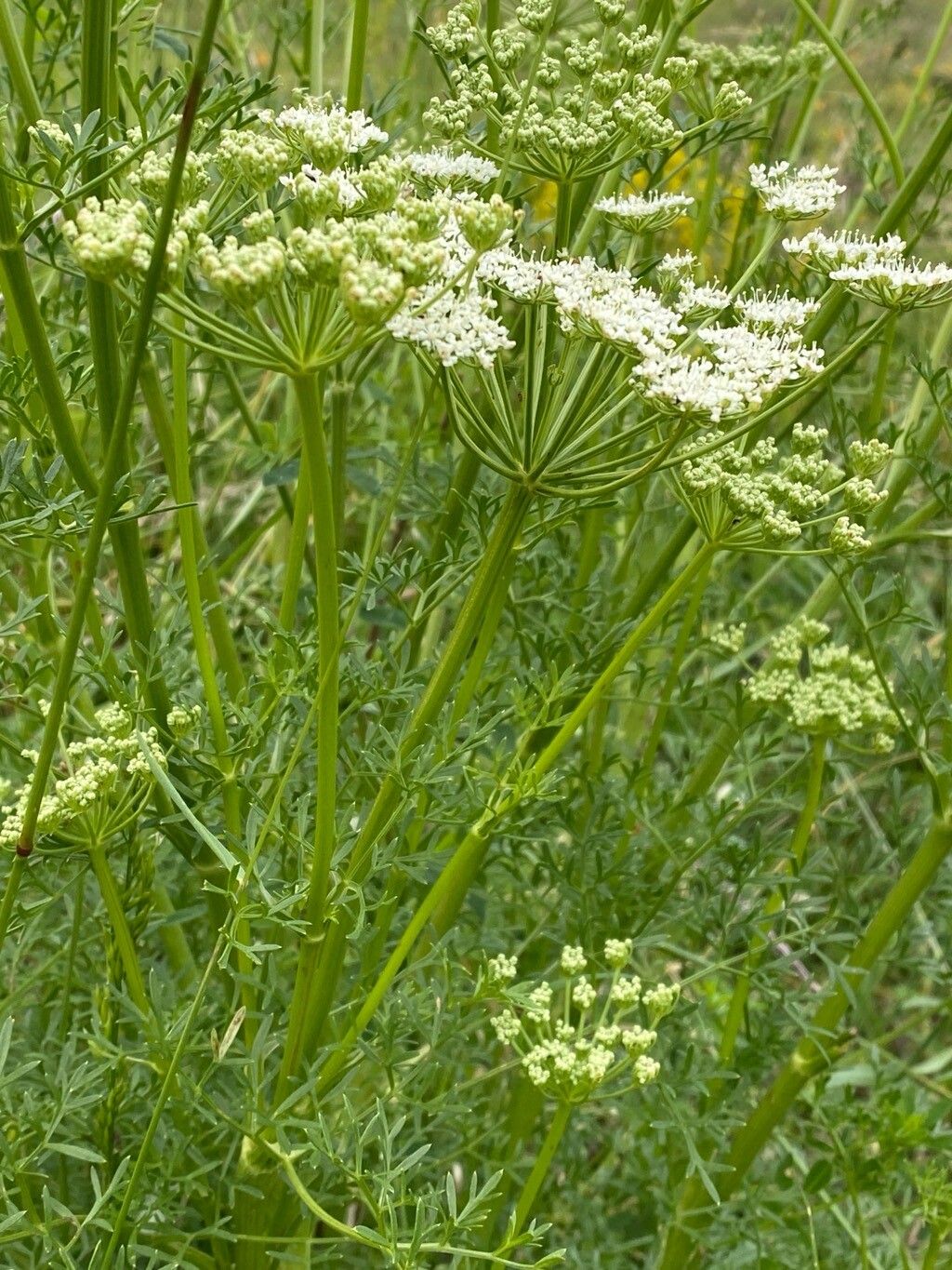 Ligusticum lucidum (alternate view 2)