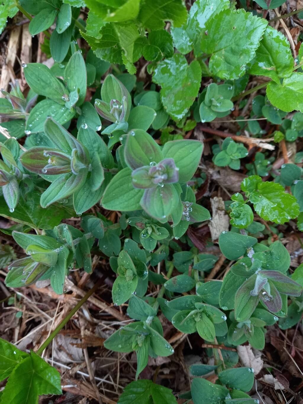 Hypericum hirsutum (Hairy St John's-wort) (alternate view 12)