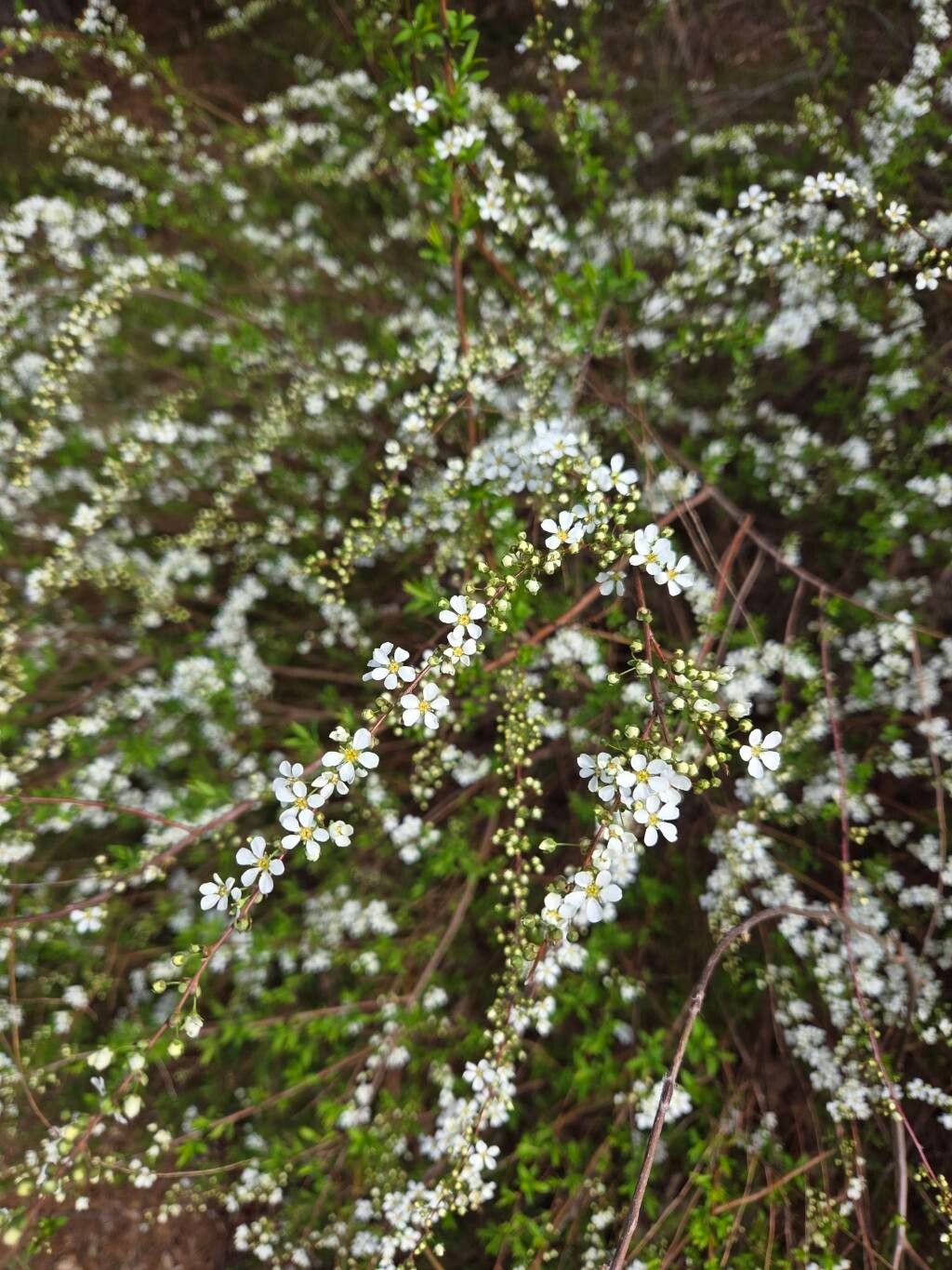 Spiraea thunbergii (Thunberg spirea) (alternate view 10)