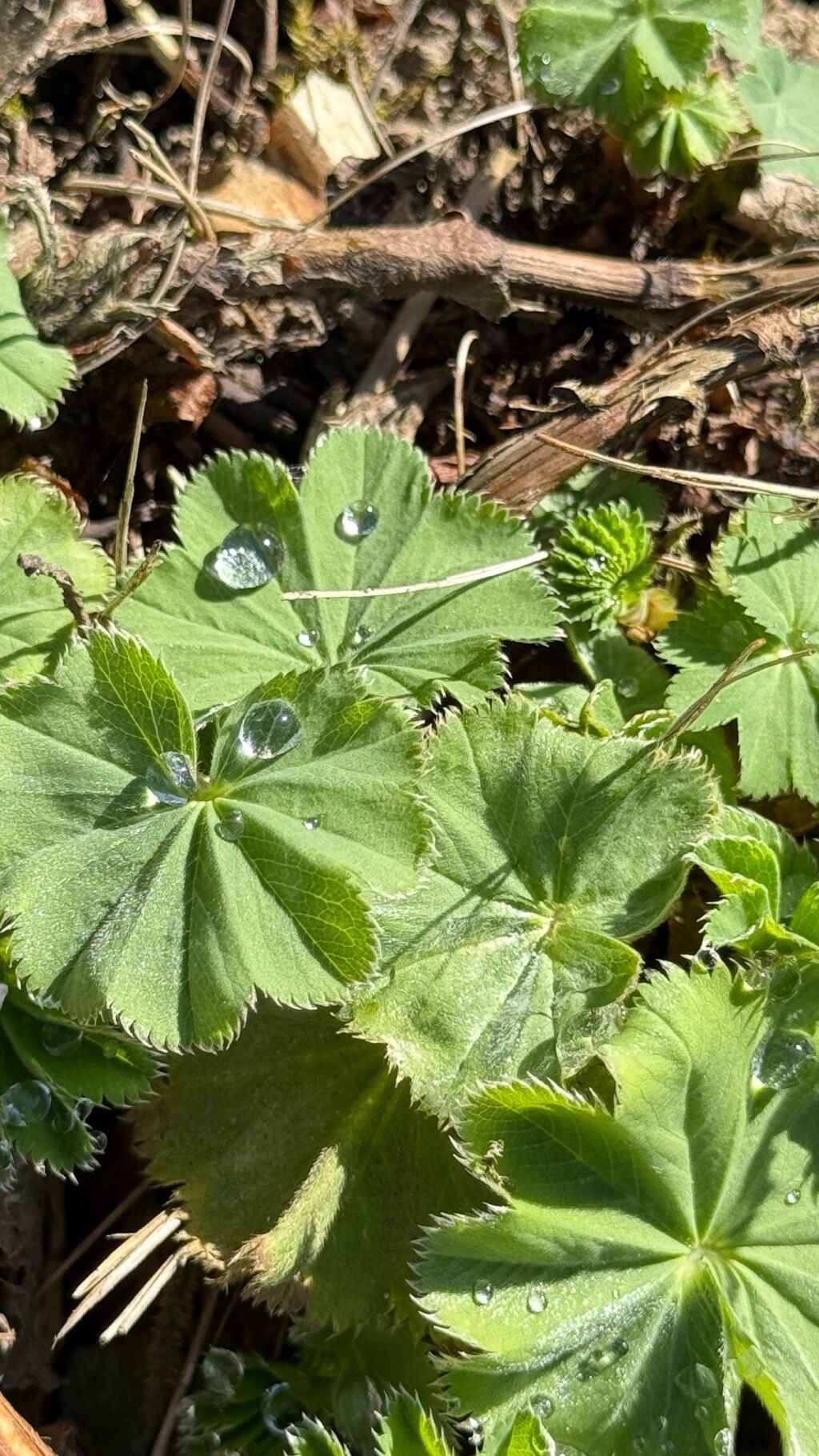 Alchemilla vulgaris (Lady's-mantle) (alternate view 13)