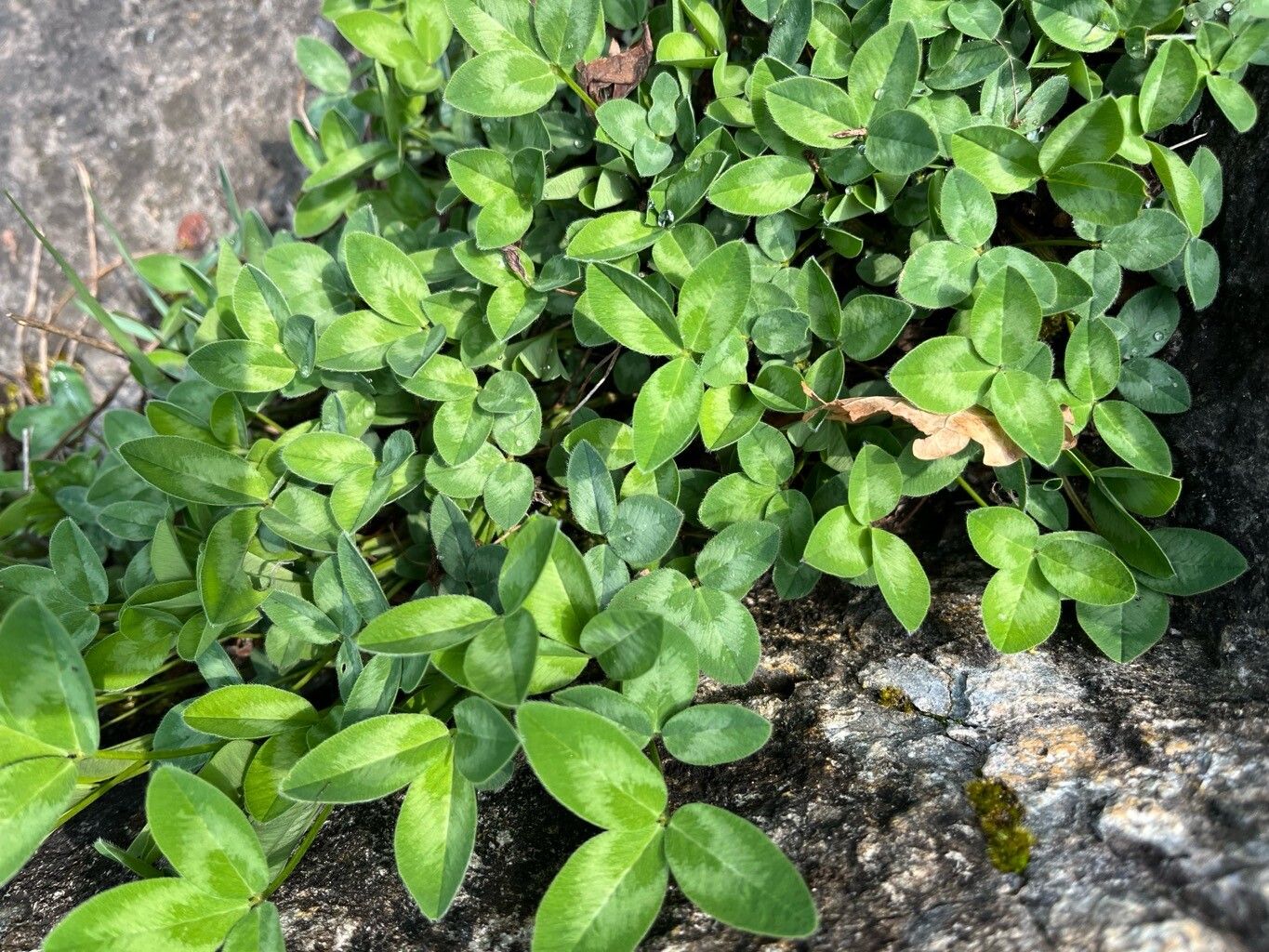 Trifolium medium (Zigzag Clover) (alternate view 13)