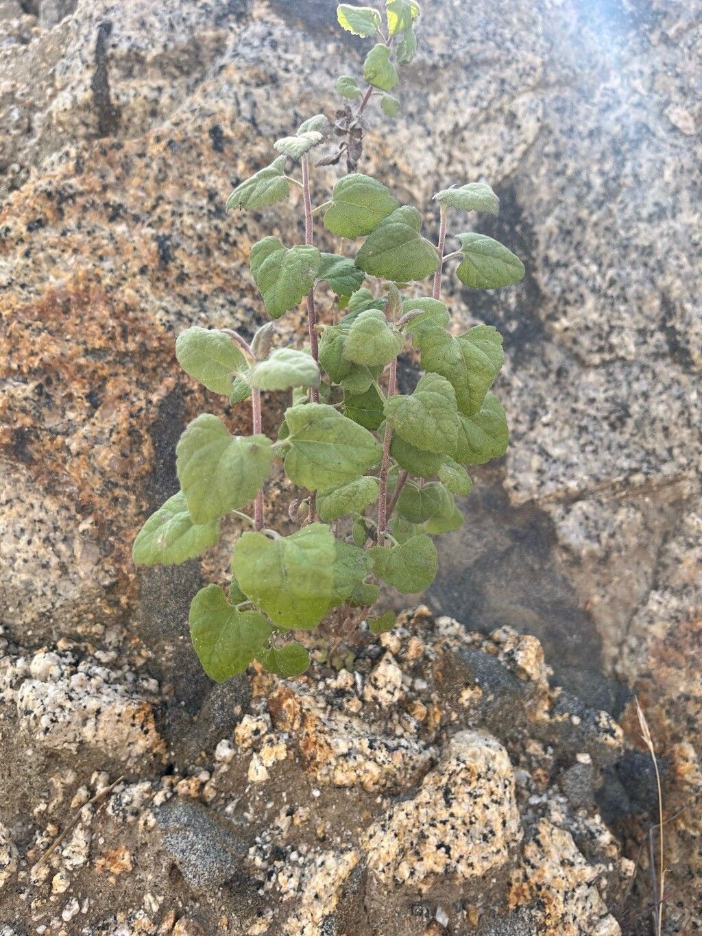Brickellia californica (California Brickellbush) (alternate view 12)